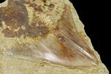 Serrated, Fossil Megalodon Tooth Still In Limestone - Indonesia #148973-3
